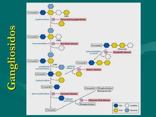 Gangliosidos 