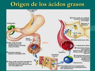 Origen de los ácidos grasos Orlistat 