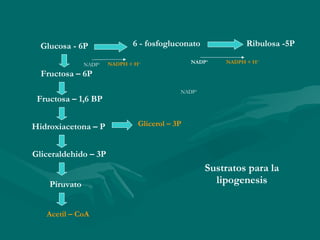 Glicerol – 3P 6 - fosfogluconato Ribulosa -5P Glucosa - 6P  Fructosa – 6P Fructosa – 1,6 BP Hidroxiacetona – P  Gliceraldehido – 3P Piruvato Acetil – CoA  NADPH + H + NADP + NADP + NADP + NADPH + H + Sustratos para la lipogenesis 