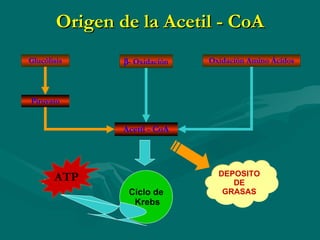 Origen de la Acetil - CoA Acetil - CoA Glucólisis Piruvato  - Oxidación Oxidación Amino Ácidos Ciclo de Krebs ATP ATP DEPOSITO DE GRASAS 