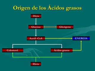 Origen de los Ácidos grasos Glucosa Dieta Glicógeno Acetil -CoA Colesterol  Ácidos grasos ENERGIA Dieta 