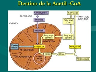 Destino de la Acetil -CoA 