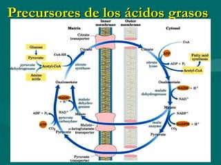 Precursores de los ácidos grasos  