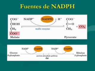 Fuentes de NADPH 