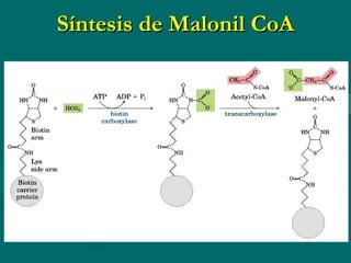 Síntesis de Malonil CoA 
