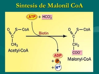 Síntesis de Malonil CoA 
