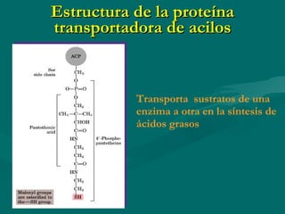 Estructura de la proteína transportadora de acilos Transporta  sustratos de una enzima a otra en la síntesis de ácidos grasos 
