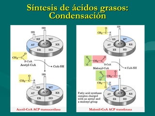 Síntesis de ácidos grasos: Condensación Acetil-CoA ACP transacetilasa Malonil-CoA ACP transferasa 