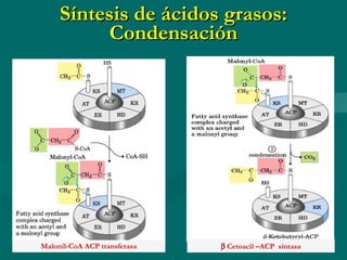 Síntesis de ácidos grasos: Condensación Malonil-CoA ACP transferasa    Cetoacil –ACP  sintasa 