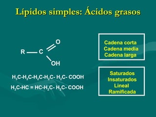 Lípidos simples: Ácidos grasos R C O OH H 3 C-H 2 C-H 2 C-H 2 C- H 2 C- COOH  H 3 C-HC = HC-H 2 C- H 2 C- COOH  Cadena corta Cadena media Cadena larga Saturados Insaturados Lineal  Ramificada 