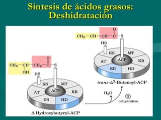 Síntesis de ácidos grasos: Deshidratación 