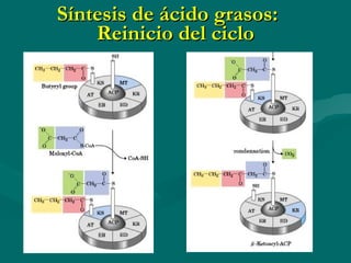 Síntesis de ácido grasos:  Reinicio del ciclo 