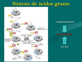 Síntesis de ácidos grasos A.G. SINTASA + CARBOHIDRATOS AYUNO - 