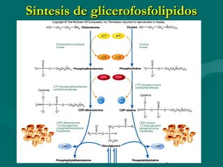 Síntesis de glicerofosfolipidos 