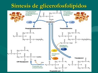Síntesis de glicerofosfolipidos 