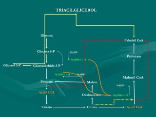 Glucosa Glucosa 6-P Gliceraldehido 3-P Glicerol 3-P Piruvato Acetil CoA Citrato Acetil CoA Citrato Oxaloacetato Malato Malonil CoA Palmitato Palmitil CoA TRIACILGLICEROL NADP + NADPH + H NADP + NADPH + H NADP + NADPH + H 