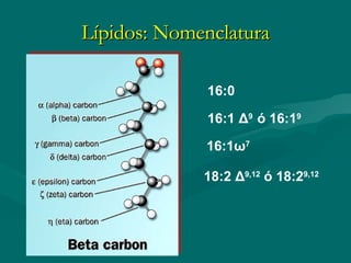 Lípidos: Nomenclatura 16:0 16:1  Δ 9  ó 16:1 9 18:2  Δ 9,12  ó 18:2 9,12 16:1 ω 7 