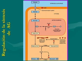 Regulación de la síntesis  de  AG  