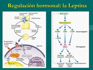 Regulación hormonal: la Leptina 