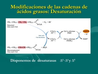Modificaciones de las cadenas de ácidos grasos: Desaturación Disponemos de  desaturasas  ∆ 5 ,  ∆ 6  y ∆ 9   