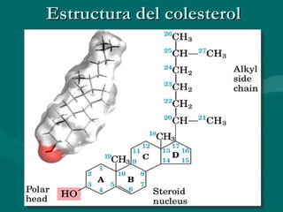 Estructura del colesterol 