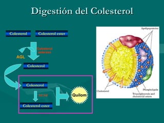 Digestión del Colesterol Colesterol Colesterol ester Colesterol Colesterol esterasa AGL Colesterol Colesterol ester ACAT Quilom 