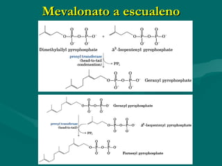 Mevalonato a escualeno 