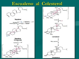 Escualeno  al  Colesterol 