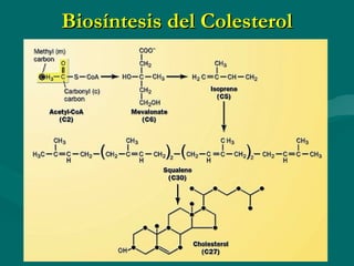 Biosíntesis del Colesterol 