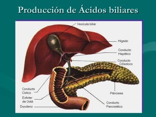Producción de Ácidos biliares 