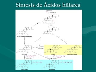 Síntesis de Ácidos biliares 