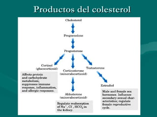 Productos del colesterol 