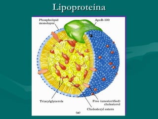 Lipoproteína 