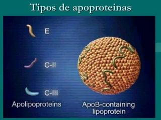 Tipos de apoproteinas 