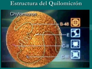 Estructura del Quilomicrón 