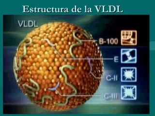 Estructura de la VLDL 