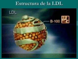 Estructura de la LDL 
