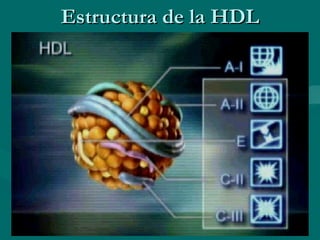 Estructura de la HDL 