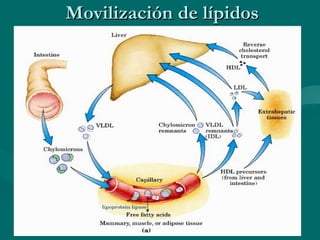 Movilización de lípidos 