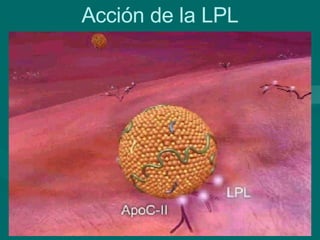 Acción de la LPL 