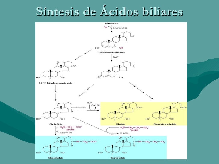 Biosintesis De Los Acidos Grasos2 Biosintesis De Los Acidos Grasos2