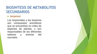  terpenos:
Los terpenoides y los terpenos
son compuestos aromáticos
que se encuentran en miles de
especies de plantas, y son
responsables de los diferentes
sabores y aromas del
cannabis.
 