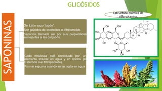GLICÓSIDOS
SAPONINAS
Del Latín sapo “jabón”.
Son glúcidos de esteroides o tritrepenoide.
Saponina llamada así por sus propiedades
semejantes a las del jabón.
Cada molécula está constituida por un
elemento soluble en agua y en lípidos (el
Esteroide o el tritrepenoide).
Formar espuma cuando se las agita en agua
Estructura química de
alfa-solanina.
 