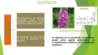 GLICÓSIDOSGLICÓSIDOSCARDIACOS
O
(CARDENÓLIDOS)
Son semejantes a las saponinas
esteroideas, tienen también
propiedades detergentes, pero su
estructura contiene una lactona.
Se encuentra de forma natural
en forma de glucósidos o de
agliconas.
La digoxina es un glucósido cardiotónico,
usado como agente antiarrítmico en
la insuficiencia cardíaca y otros trastornos
cardíacos.
DIGITALIS PURPUREA
 