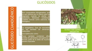 GLICÓSIDOS
GLICÓSIDOCIANOGÉNICO Son compuestos nitrogenados, que
no son tóxicos por sí mismo pero se
degradan cuando la planta es
aplastada liberando sustancias
volátiles tóxicas como cianuros de
hidrógeno.
La amigdalina: Que se encuentra
en las semillas de almendra,
melocotón.
Los tubérculos como:
Yuca: también contienen altos
niveles de glicósidos cianogénicos y
forman parte de la dieta de muchos
países tropicales
ESTRUCTURA QUIMICA DE
AMIGDALINA
 