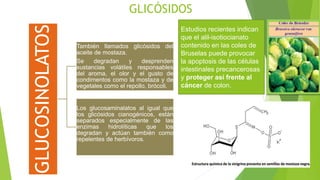 GLICÓSIDOS
GLUCOSINOLATOS También llamados glicósidos del
aceite de mostaza.
Se degradan y desprenden
sustancias volátiles responsables
del aroma, el olor y el gusto de
condimentos como la mostaza y de
vegetales como el repollo, brócoli.
Los glucosaminalatos al igual que
los glicósidos cianogénicos, están
separados especialmente de las
enzimas hidrolíticas que los
degradan y actúan también como
repelentes de herbívoros.
Estudios recientes indican
que el alil-isotiocianato
contenido en las coles de
Bruselas puede provocar
la apoptosis de las células
intestinales precancerosas
y proteger así frente al
cáncer de colon.
 