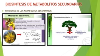  FUNCIONES DE LOS METABOLITOS SECUNDARIOS:
 