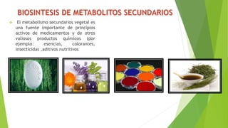  El metabolismo secundarios vegetal es
una fuente importante de principios
activos de medicamentos y de otros
valiosos productos químicos (por
ejemplo: esencias, colorantes,
insecticidas ,aditivos nutritivos
 