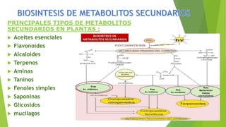 PRINCIPALES TIPOS DE METABOLITOS
SECUNDARIOS EN PLANTAS :
 Aceites esenciales
 Flavonoides
 Alcaloides
 Terpenos
 Aminas
 Taninos
 Fenoles simples
 Saponinas
 Glicosidos
 mucilagos
 