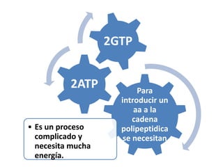 Para
introducir un
aa a la
cadena
polipeptidica
se necesitan
• Es un proceso
complicado y
necesita mucha
energía.
2ATP
2GTP
 